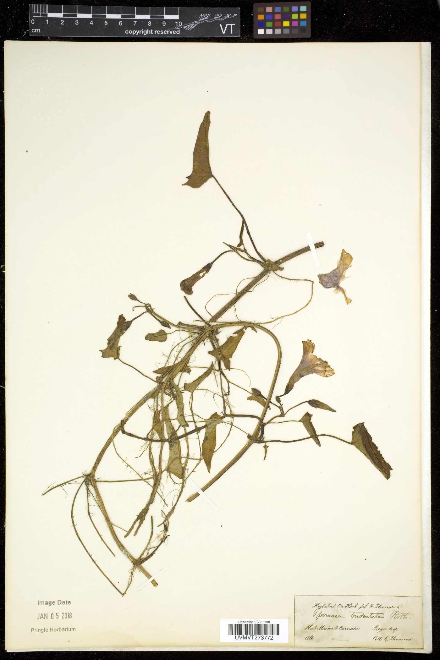 Xenostegia tridentata image