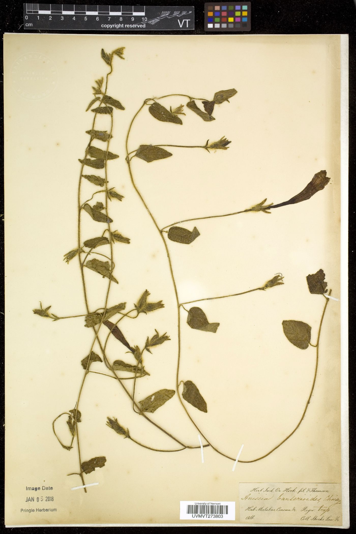 Ipomoea barlerioides image