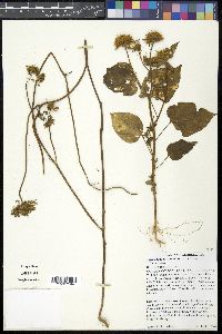 Jacquemontia tamnifolia image