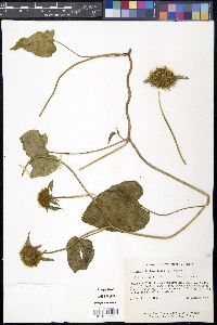 Jacquemontia tamnifolia image