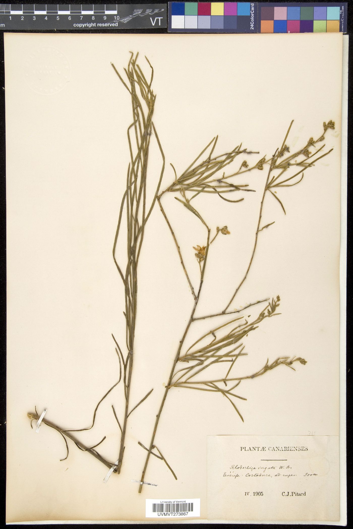 Rhodorhiza image