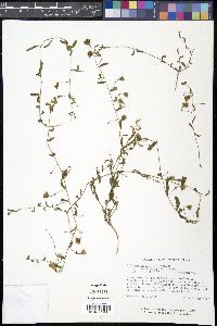 Stylisma patens image