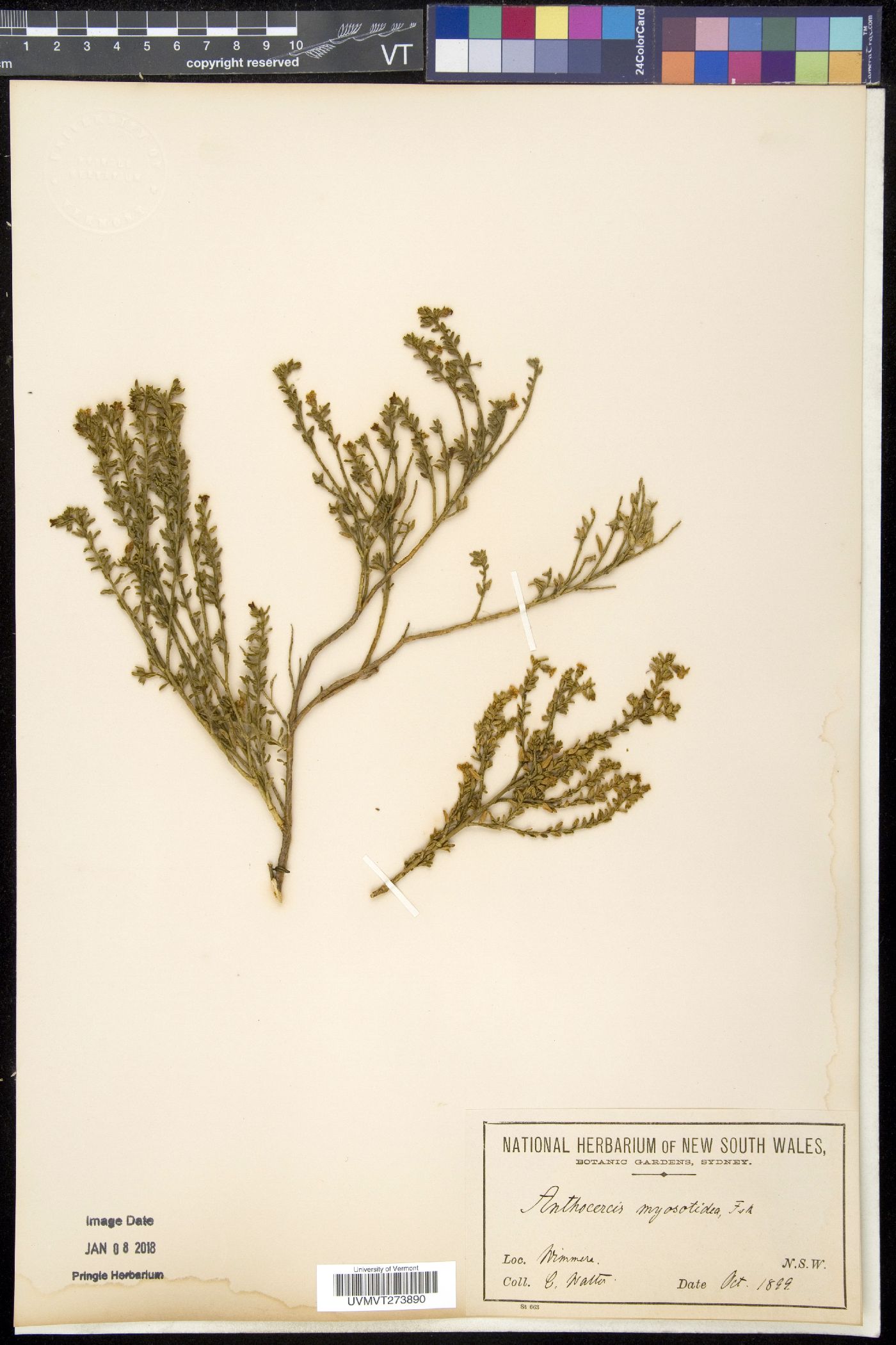 Anthocercis image