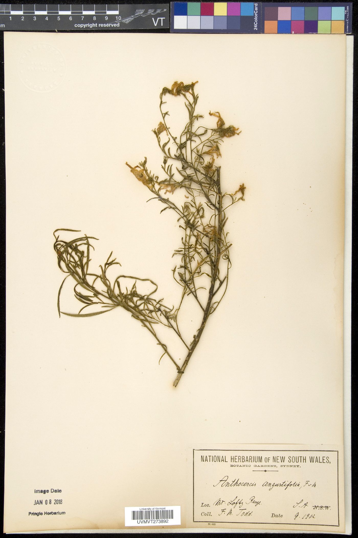 Anthocercis image