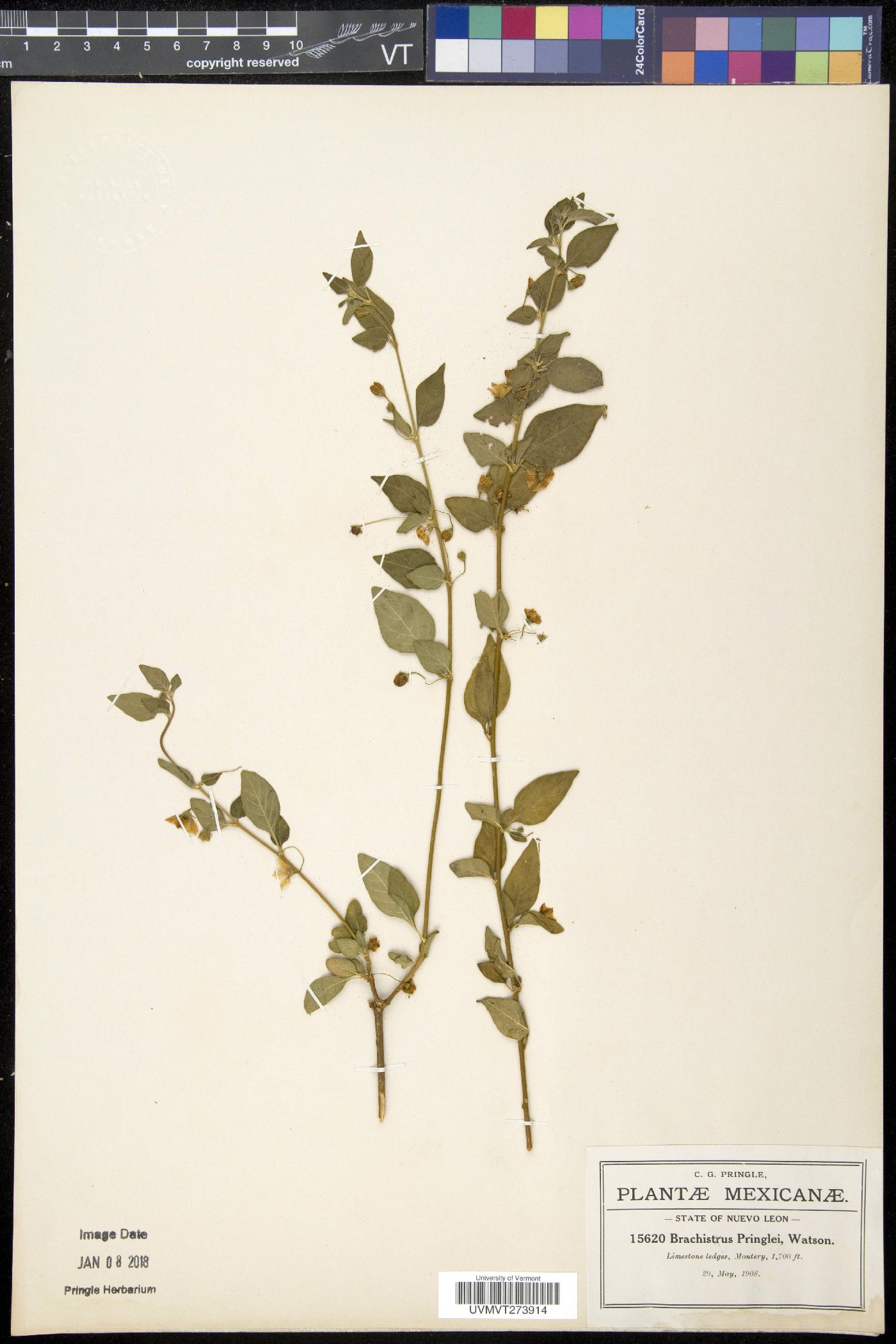 Brachistus image