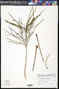 Brunfelsia densifolia image