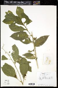 Cestrum nocturnum image