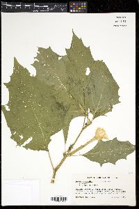 Datura stramonium image