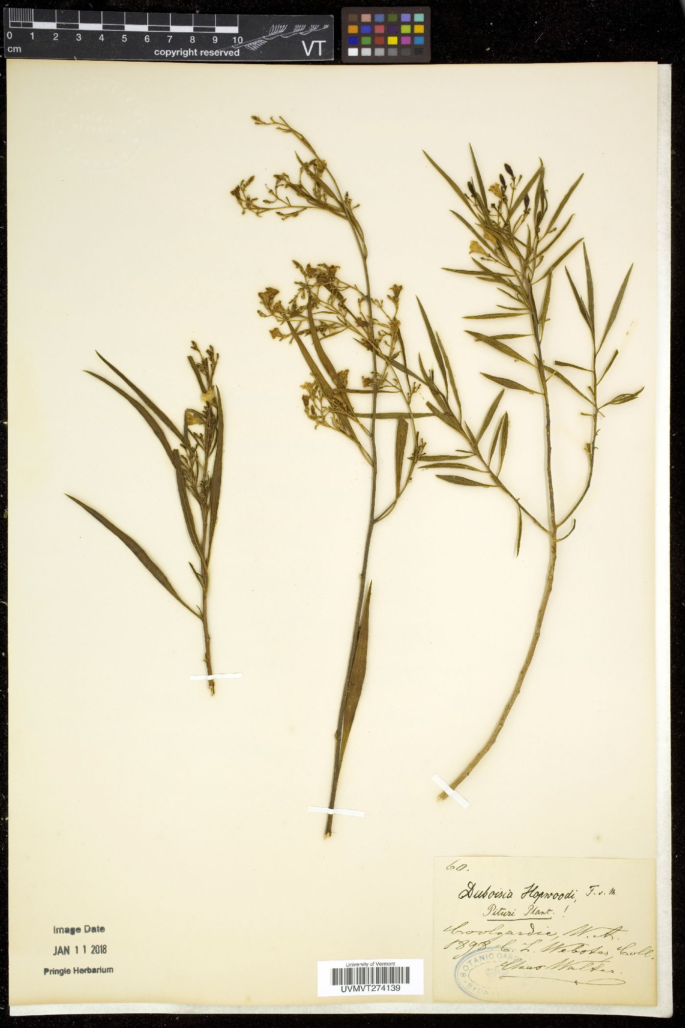Duboisia image