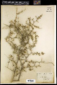 Lycium fremontii image