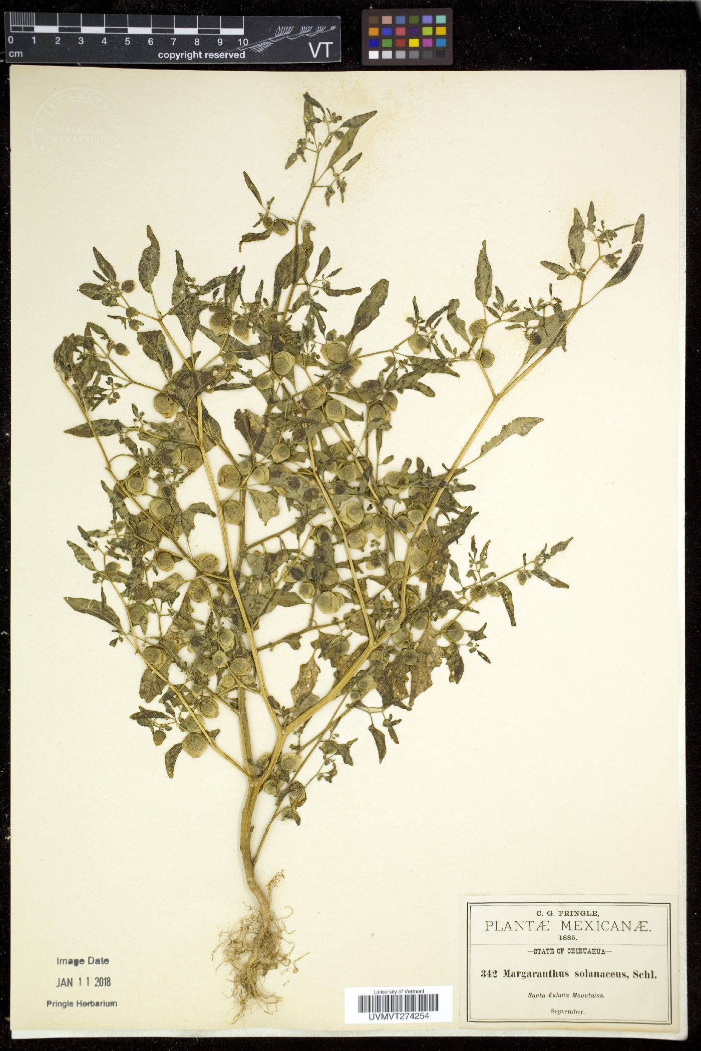 Margaranthus image