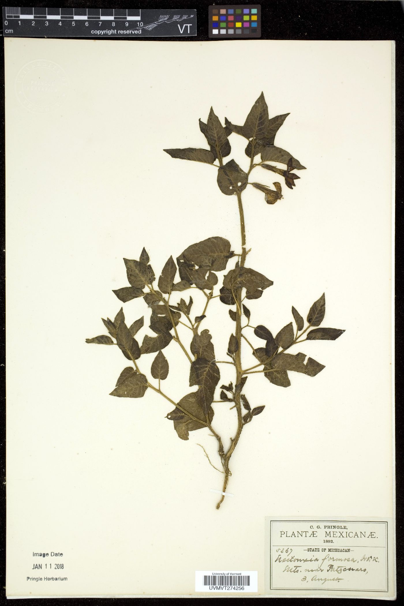 Nectouxia image