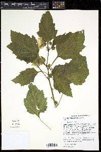 Nicandra physalodes image