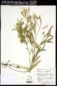 Physalis angustifolia image