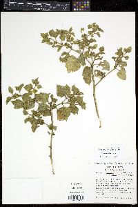 Physalis hederifolia image