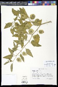 Physalis longifolia image