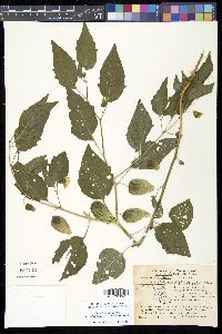 Physalis subglabrata image