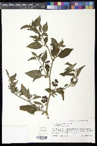 Solanum americanum image