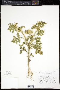 Solanum heterodoxum var. novomexicanum image