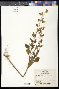 Solanum nigrum image