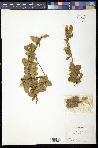 Plocosperma buxifolium image
