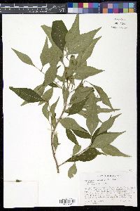 Forestiera acuminata image