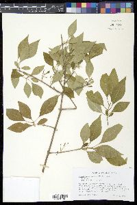 Forestiera acuminata image