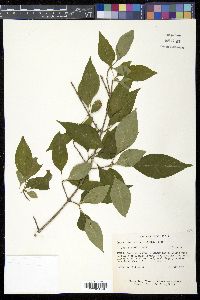 Forestiera acuminata image