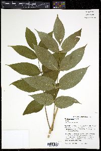 Fraxinus nigra image