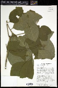 Fraxinus profunda image
