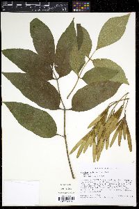 Fraxinus profunda image