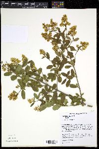 Ligustrum vulgare image