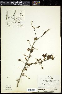 Ligustrum obtusifolium image