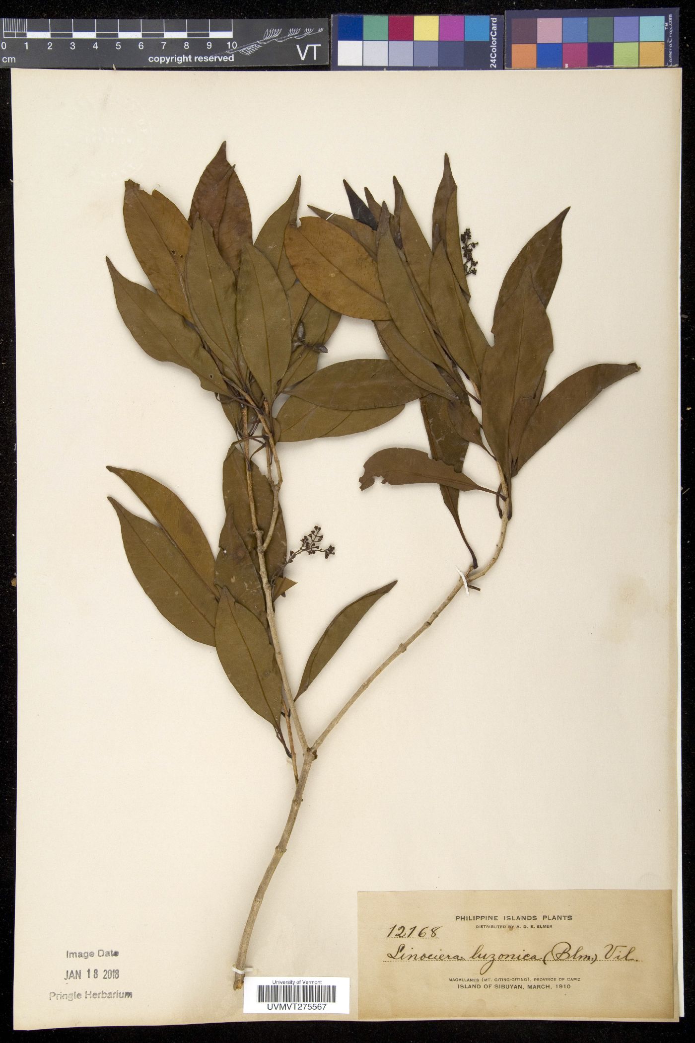 Chionanthus luzonicus image