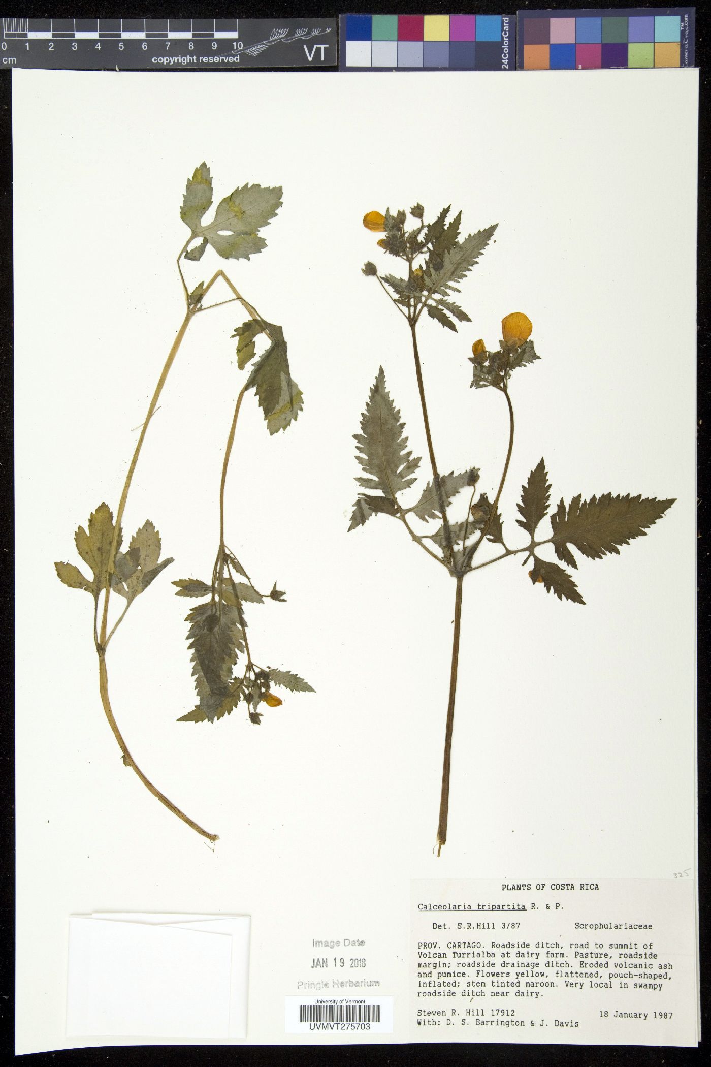 Calceolaria tripartita image