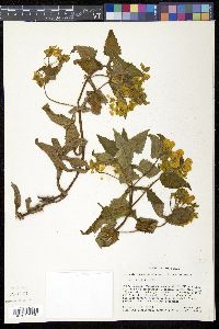 Calceolaria perfoliata image