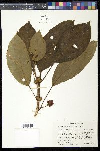 Glossoloma tetragonum image