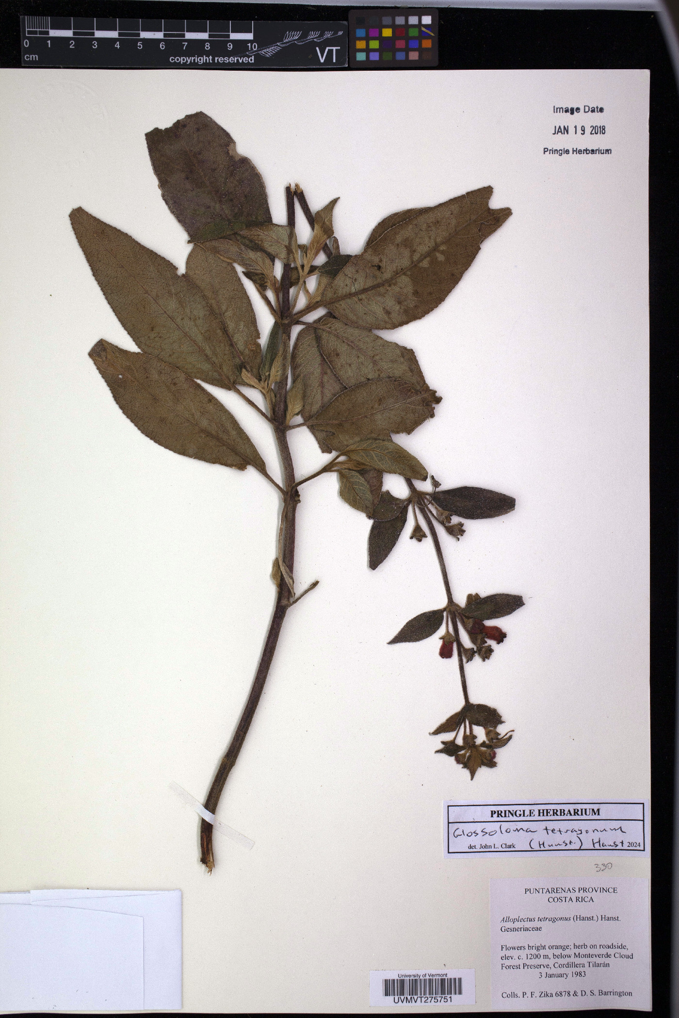 Glossoloma tetragonum image