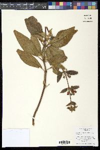 Glossoloma tetragonum image