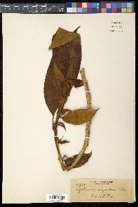 Media resource of Cyrtandra angularis