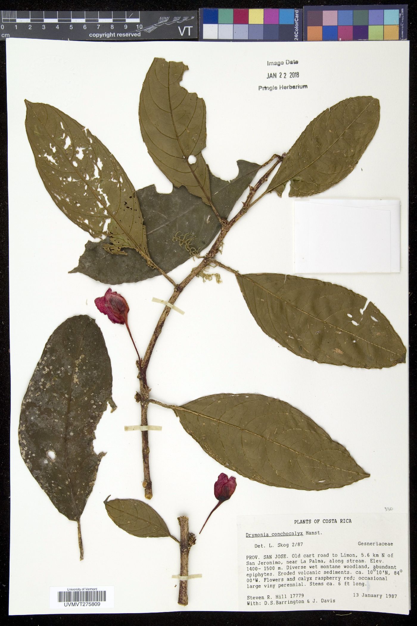 Drymonia conchocalyx image