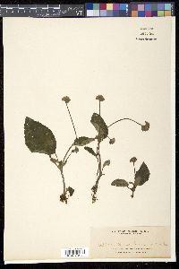 Epithema benthamii image