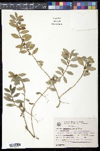 Nematanthus wettsteinii image