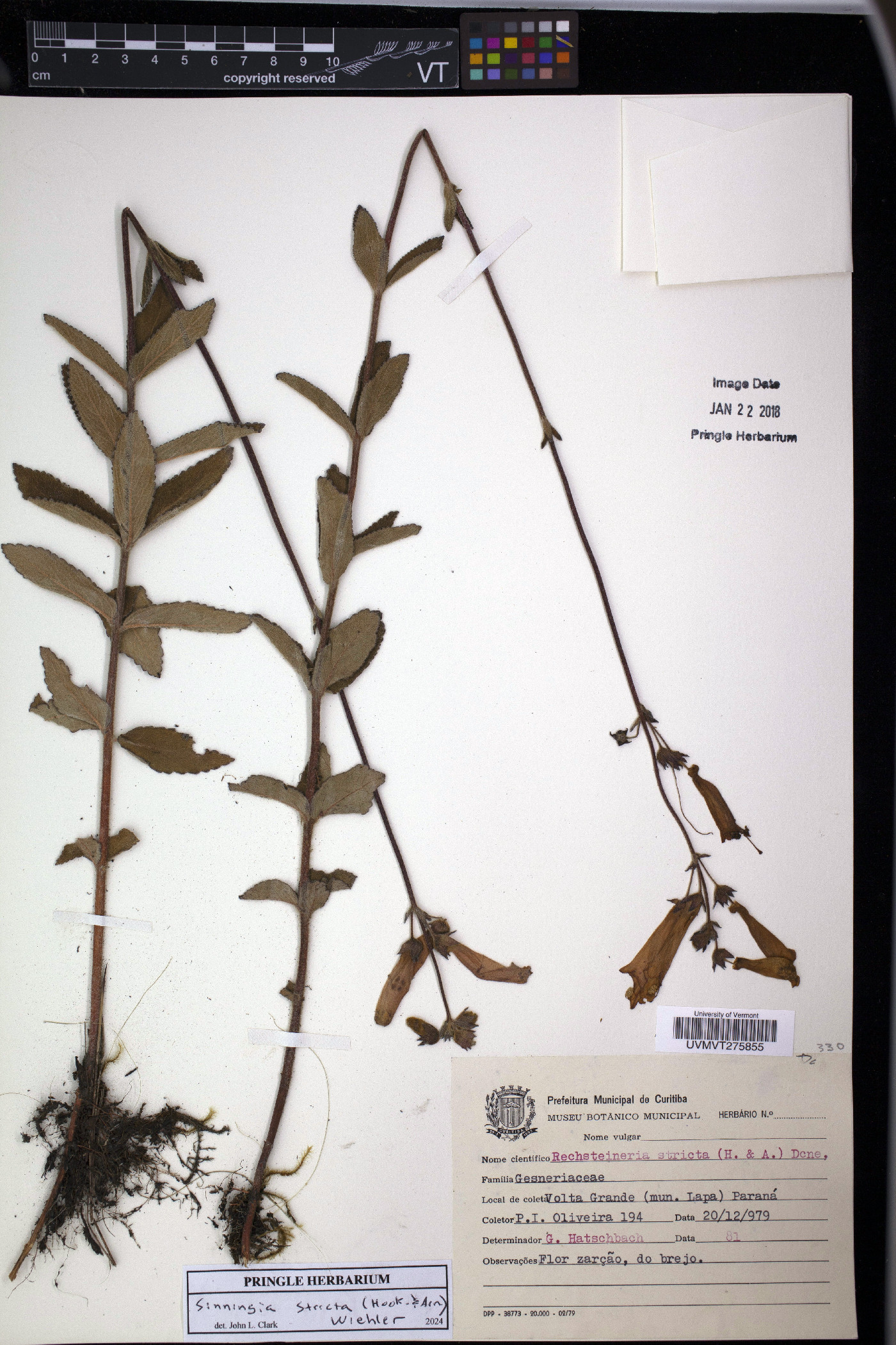 Sinningia elatior image