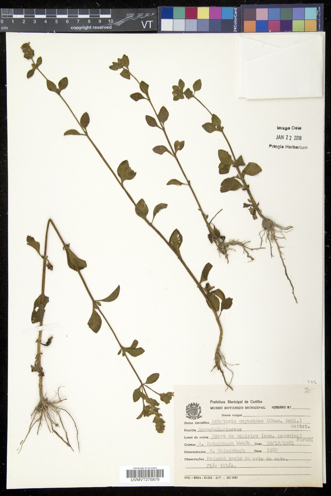 Achetaria image