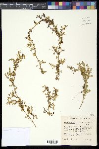 Bacopa monnieri image
