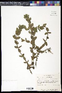 Bacopa caroliniana image