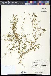 Callitriche palustris image