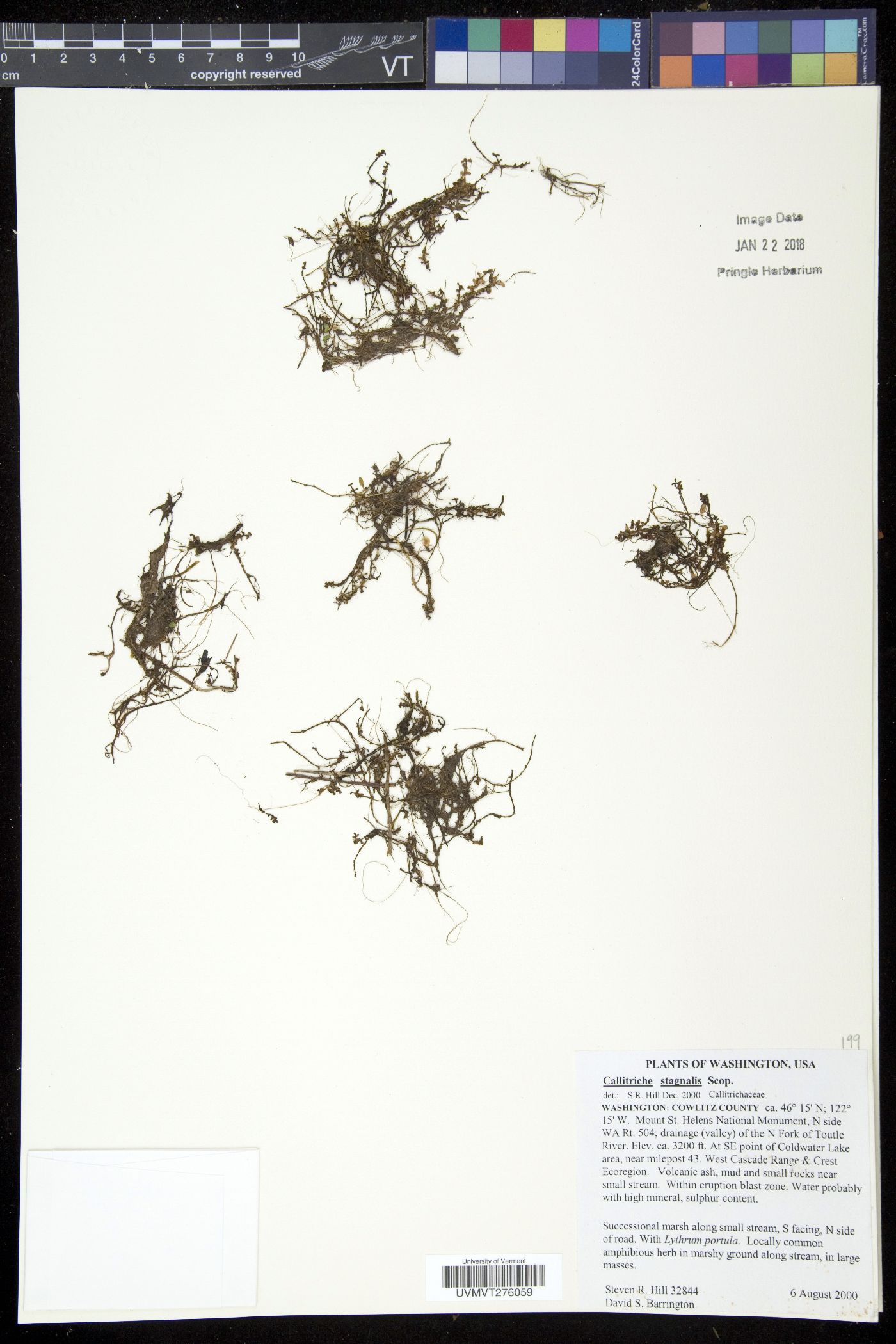 Callitriche stagnalis image