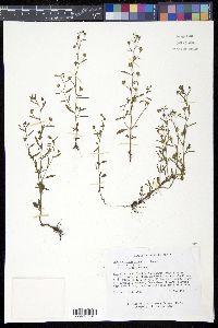 Chaenorhinum minus image